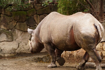 日本、東京、上野、上野動物園、動物園、木、動物、コビトカバ、ヒガシクロサイ、サイ