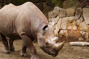 Obraz premium 日本、東京、上野、上野動物園、動物園、木、動物、コビトカバ、ヒガシクロサイ、サイ