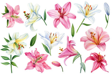 Fototapeta na wymiar Watercolor floral set. Lily flower on isolated white background, botanical illustration. Pink and white flowers