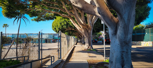 Sidewalk With Big Trees and Shade
