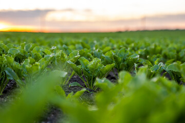 Close up young sugar beet leaves grows in the agricultural beet field in the evening sunset. Agriculture.