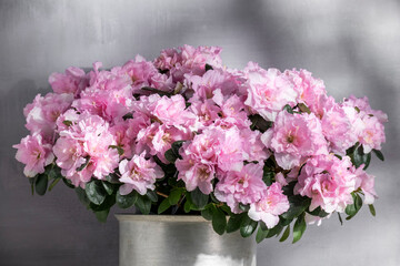 Blooming azalea in aluminum bucket, beautiful pink color flower, seasoning gardening concept