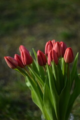 red tulips in the garden