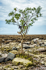 Mangroves on the Beach, Daintree, Queensland