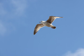 Seagulls in flight over Walcott Coast Norfolk UK