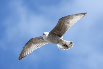 Seagulls in flight over Walcott Coast Norfolk UK