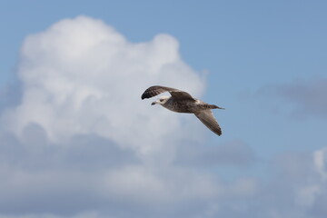 Seagulls in flight over Walcott Coast Norfolk UK