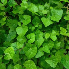 Naklejka na ściany i meble Green leaves tropical invasive vine plant Mikania micr ai generated