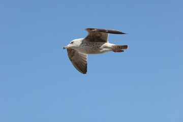 Seagulls in flight over Walcott Coast Norfolk UK