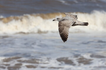 Seagulls in flight over Walcott Coast Norfolk UK