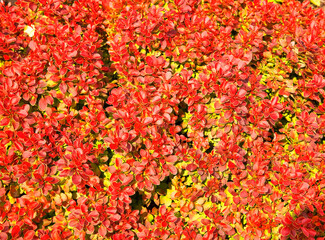 Garden 2 near Krasnobrod. Poland