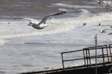 Seagulls in flight over Walcott Coast Norfolk UK