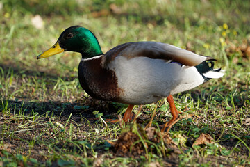Naklejka na ściany i meble Green and brown Mallard duck walking on grass