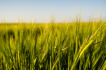 Green ears of barley. Agriculture. The concept of agriculture, healthy eating, organic food.