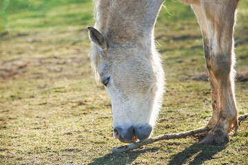 Fototapeta premium White horse nibbles branches, outdoor