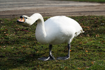 White swan standing on a grass