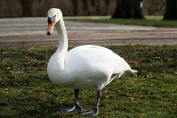 White swan standing on a grass