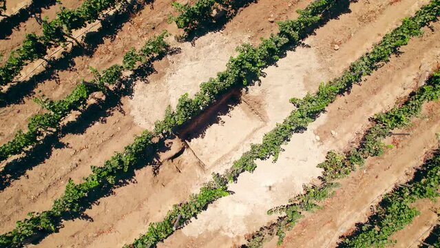 Aerial view rising over vineyard trial pit excavation to study the acid composition beneficial to growing healthy wine grapes