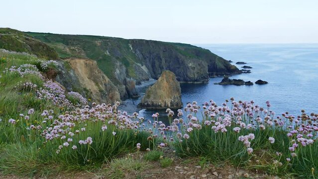 Waterford Copper Coast Spring Colours, seapinks cover the sea cliffs