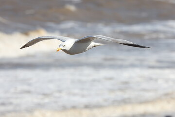 Fototapeta na wymiar Seagulls in flight over Walcott Coast Norfolk UK