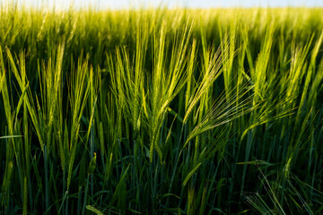 Obraz premium Young barley ears illuminated by sunlight. Concept of a good harvest in an agricultural field.