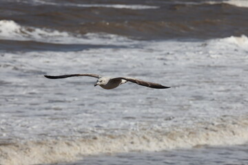Seagulls in flight over Walcott Coast Norfolk UK