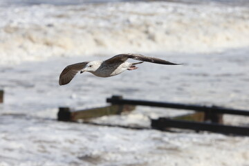Seagulls in flight over Walcott Coast Norfolk UK