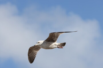 Seagulls in flight over Walcott Coast Norfolk UK