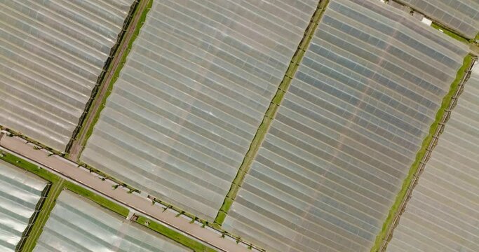 Cover crops symmetrically. Flower crops. Diagonal cenital aerial shot over them.