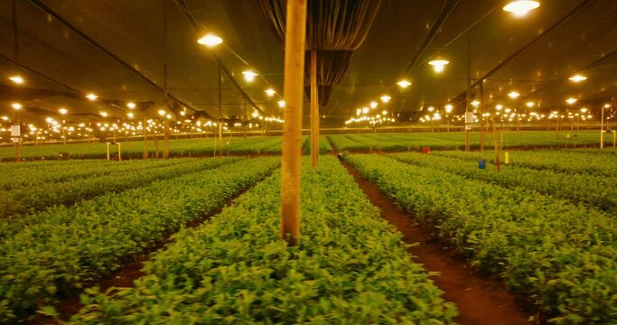 Indoor cultivation illuminated by warm lamps and green plantations under them. Forward aerial shot. Side pan.