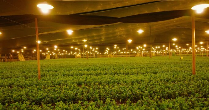 Indoor cultivation illuminated by warm lamps and green plantations under them. Forward aerial shot.