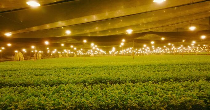 Indoor cultivation illuminated by lamps and green plantations. Forward aerial shot.
