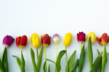 Colorful flowers on white background. bouquet of red, yellow, purple tulips on a white background. Space for text, top view