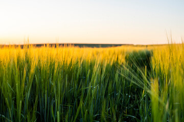 Fototapeta premium Barley field against the blue sky. Ripening ears of barley field and sunlight. Crops field. Field landscape.