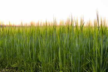 Green barley field in spring. Amazing rural landscape. Sun over fields of ripening barley.