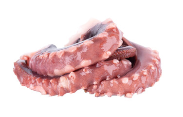 Squid tentacles isolated on white background. Fresh raw gigant squid.