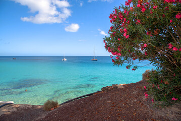 Vista desde un mirador con flores del mar turquesa cristalino con barcos navegando en Fuerteventura...