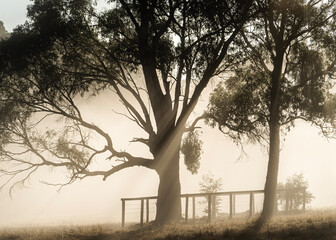 Misty morning sunrise on a farm