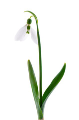 Snowdrop flowers isolated on white background. Beautiful spring flowers.