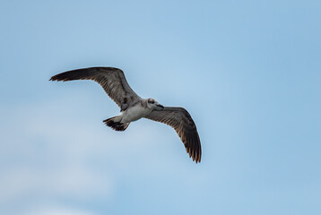 Brown Pelican - Pelecanus occidentalis, large water bird fishing on the Americas Pacific and Atlantic coasts, Cambutal, Panama.