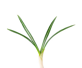 Crocus leaves isolated on white background.