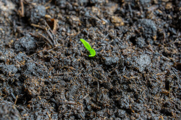 a small pepper seedling growing in the soil