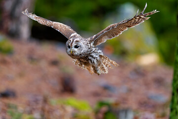 Little Owl (Athene noctua) nocturnal bird flying at dawn hunting for prey on Czech Republic countryside in Europe