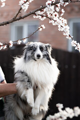 Obraz premium dog in flowers