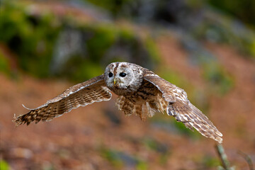 Little Owl (Athene noctua) nocturnal bird flying at dawn hunting for prey on Czech Republic countryside in Europe