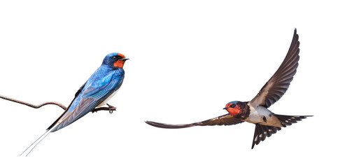 barn swallow on a wire and a swallow in flight