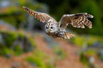 Little Owl (Athene noctua) nocturnal bird flying at dawn hunting for prey on Czech Republic countryside in Europe