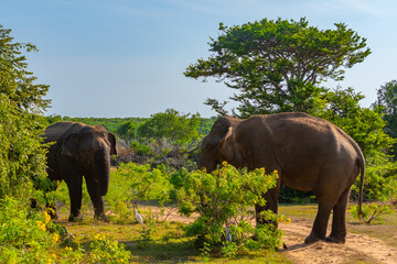 Asian elephants at Bundala national park in Sri Lanka