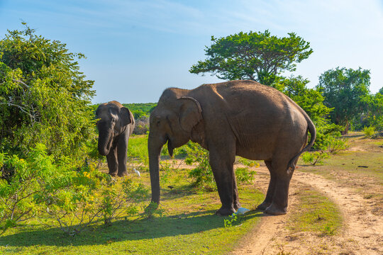 Asian elephants at Bundala national park in Sri Lanka
