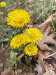 Coltsfoot Flowers in Early Spring